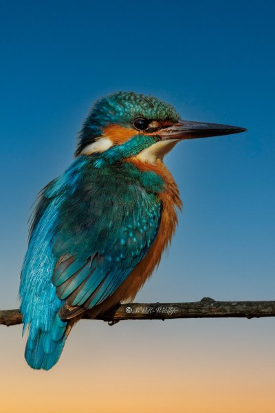 BR8A6156-Ijsvogel-Common-Kingfisher-Eisvogel-Martin-pecheur-Martin-Pescador_1