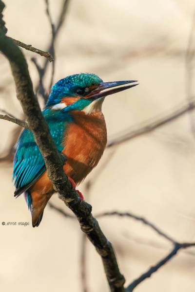 BR8A6179-Ijsvogel-Common-Kingfisher-Eisvogel-Martin-pecheur-Martin-Pescador_1