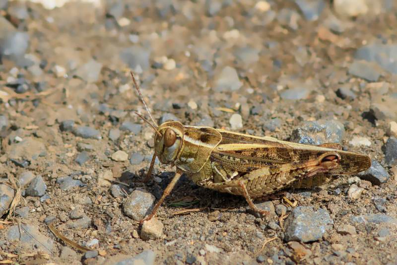 B65A2946-Italiaanse-Rosevleugel-Calliptamus-italicus-Italian-locust-Italienische-Schonschrecke-Le-Criquet-Italien-1_1