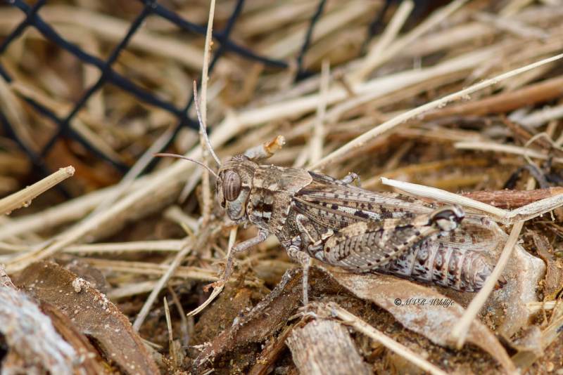 B65A6029-Italiaanse-Rosevleugel-Calliptamus-italicus-Italian-locust-Italienische-Schonschrecke-Le-Criquet-Italien_1
