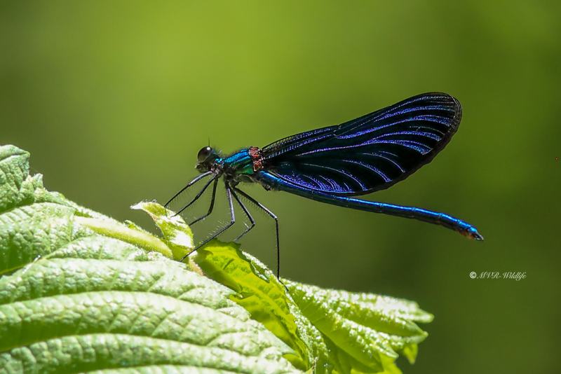 B65A2427-Bosbeekjuffer-Calopteryx-virgo-Beautiful-Demoiselle-Blauflugel-Prachtlibelle-Calopteryx-vierge_1