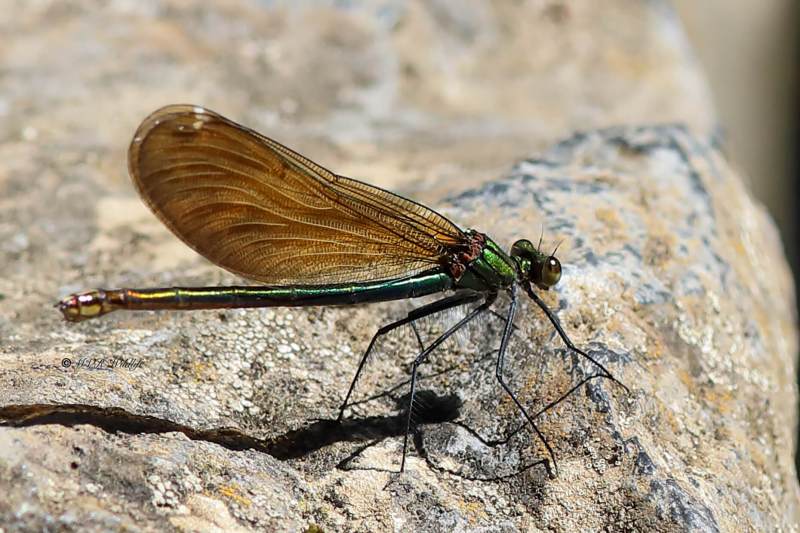 B65A2433-Bosbeekjuffer-Calopteryx-virgo-Beautiful-Demoiselle-Blauflugel-Prachtlibelle-Calopteryx-vierge_1