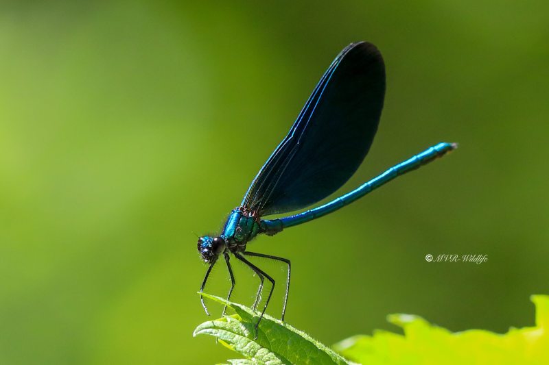 B65A2436-Bosbeekjuffer-Calopteryx-virgo-Beautiful-Demoiselle-Blauflugel-Prachtlibelle-Calopteryx-vierge_1