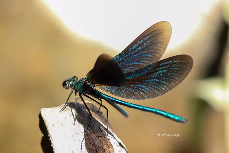B65A2480-Bosbeekjuffer-Calopteryx-virgo-Beautiful-Demoiselle-Blauflugel-Prachtlibelle-Calopteryx-vierge_1