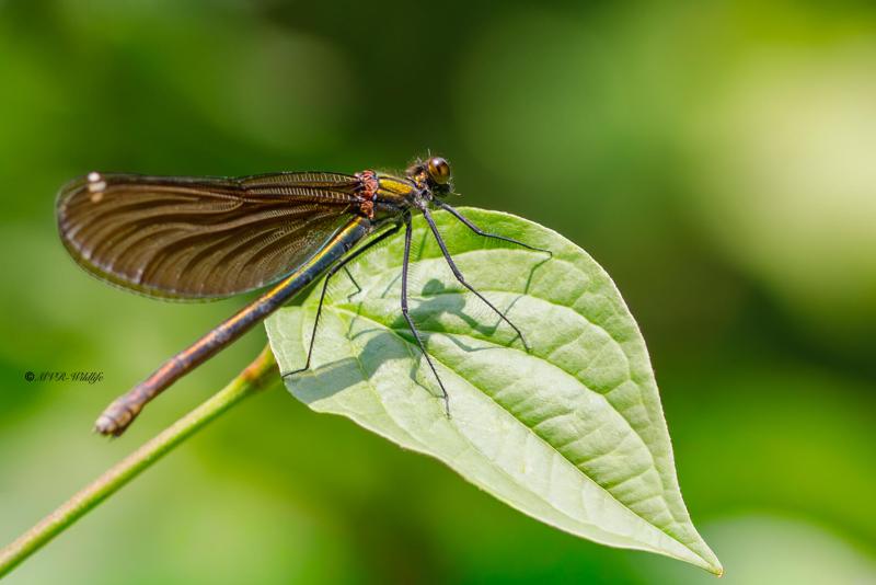 B65A4460-Bosbeekjuffer-Calopteryx-virgo-Beautiful-Demoiselle-Blauflugel-Prachtlibelle-Calopteryx-vierge_1