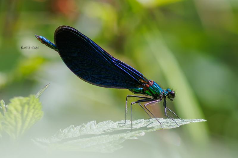 BR8A3298-Bosbeekjuffer-Calopteryx-virgo-Beautiful-Demoiselle-Blauflugel-Prachtlibelle-Calopteryx-vierge_1