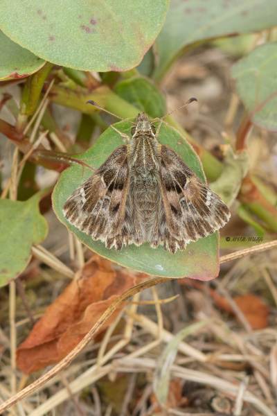5X8A8457-Kaasjeskruiddikkopje-Carcharodus-alceae-Mallow-Skipper-Malven-Dickkopffalter-Hesperie-de-lalcee-Piquitos-castana_1