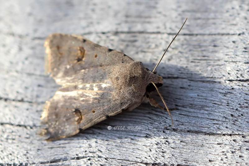 B65A3697-Kadeni-stofuil-Caradrina-kadenii-Clancys-Rustic-Sudliche-Staubeule-Caradrine-rouillee_1