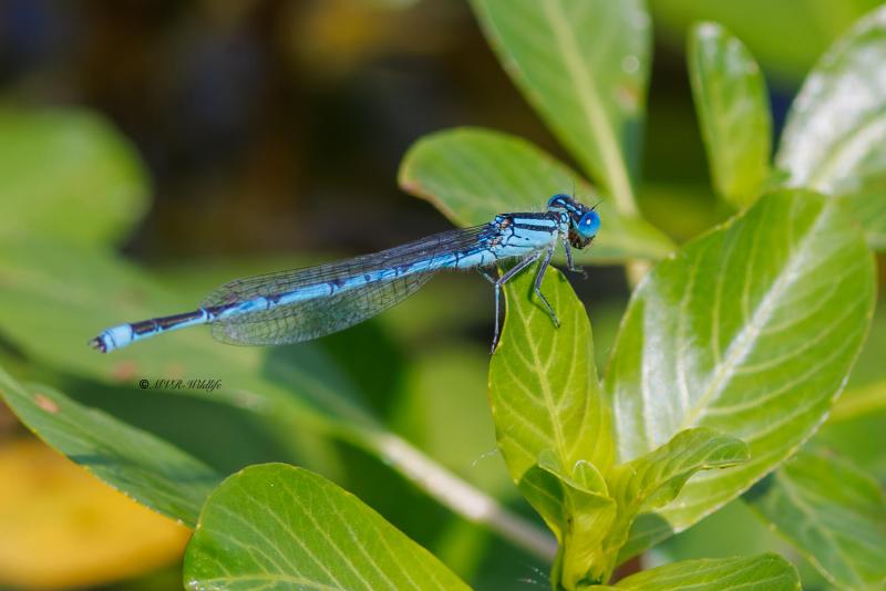 BR8A2969-Kanaaljuffer-Erythromma-lindenii-Blue-eye-Pokal-Azurjungfer-Naiade-aux-yeux-bleus_1