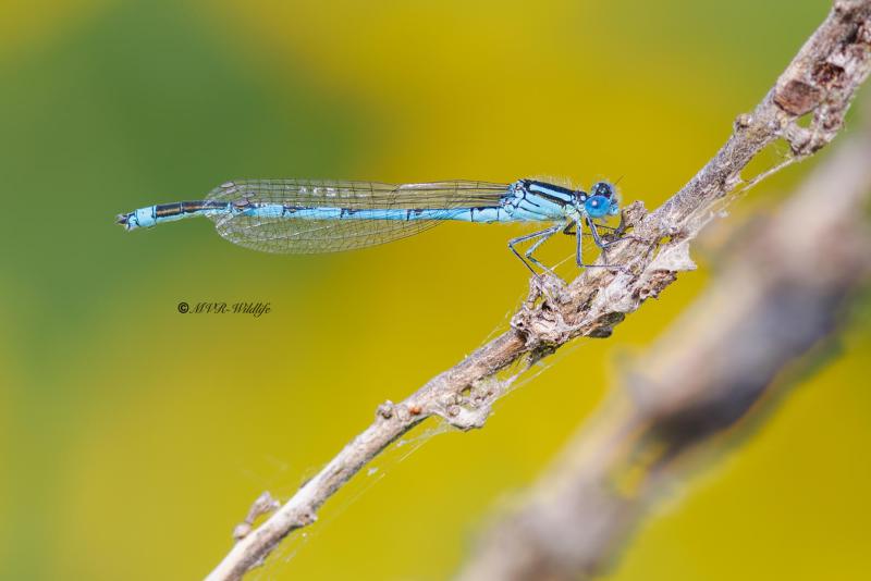 BR8A3016-Kanaaljuffer-Erythromma-lindenii-Blue-eye-Pokal-Azurjungfer-Naiade-aux-yeux-bleus_1