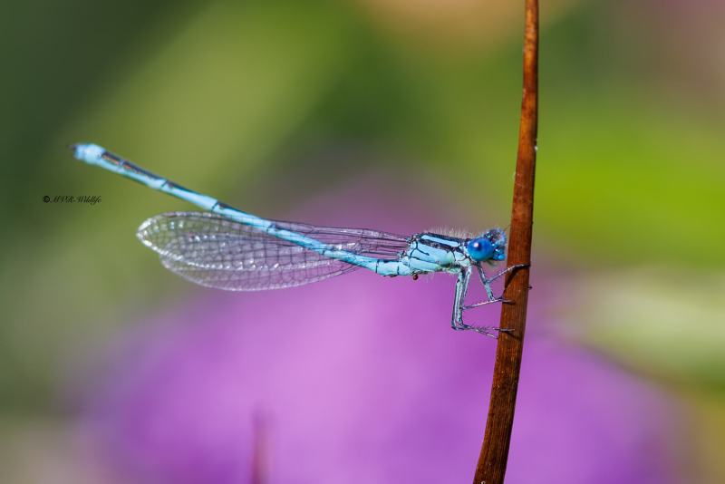BR8A3019-Kanaaljuffer-Erythromma-lindenii-Blue-eye-Pokal-Azurjungfer-Naiade-aux-yeux-bleus_1