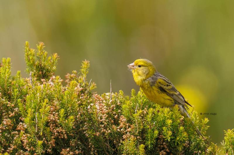 0N0A4394Kanarie-Serinus-canaria-Atlantic-Canary-Kanarengirlitz-Serin-des-Canaries-Serin-canario_1