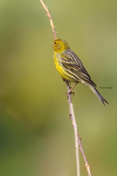 0N0A4398Kanarie-Serinus-canaria-Atlantic-Canary-Kanarengirlitz-Serin-des-Canaries-Serin-canario_1