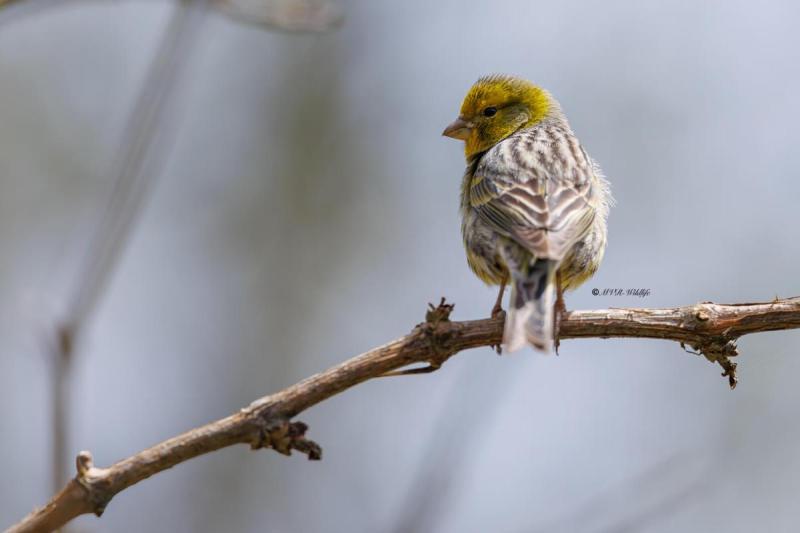 0N0A4510Kanarie-Serinus-canaria-Atlantic-Canary-Kanarengirlitz-Serin-des-Canaries-Serin-canario_1