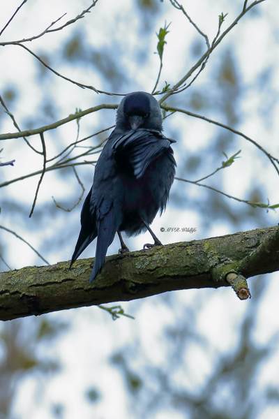 177A3101-Kauw-Western-Jackdaw-Dohle-Choucas-des-Tours-Grajilla_1
