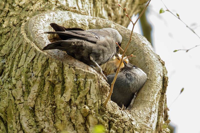 177A4363-Kauw-Western-Jackdaw-Dohle-Choucas-des-Tours-Grajilla_1