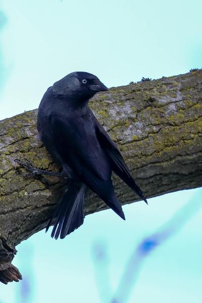 B65A0829-Kauw-Western-Jackdaw-Dohle-Choucas-des-Tours-Grajilla_1