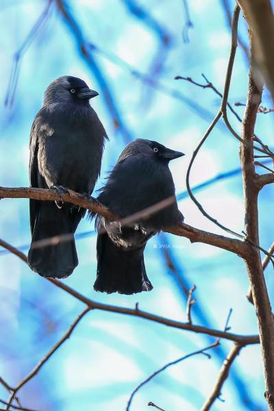 B65A8176-Kauw-Western-Jackdaw-Dohle-Choucas-des-Tours-Grajilla_1