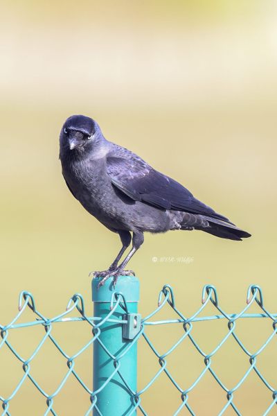 BR8A3951-Kauw-Western-Jackdaw-Dohle-Choucas-des-Tours-Grajilla_1