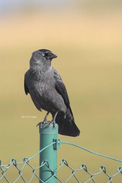BR8A3960-Kauw-Western-Jackdaw-Dohle-Choucas-des-Tours-Grajilla_1