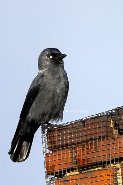 BR8A5449-Kauw-Western-Jackdaw-Dohle-Choucas-des-Tours-Grajilla_1