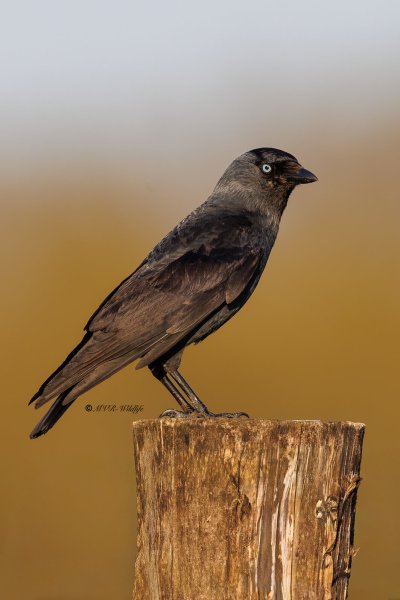 BR8A7030-Kauw-Western-Jackdaw-Dohle-Choucas-des-Tours-Grajilla_1
