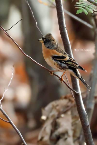 B65A5284-Keep-Brambling-BergfinkPinson-du-Nord-Pinzon-Real_1
