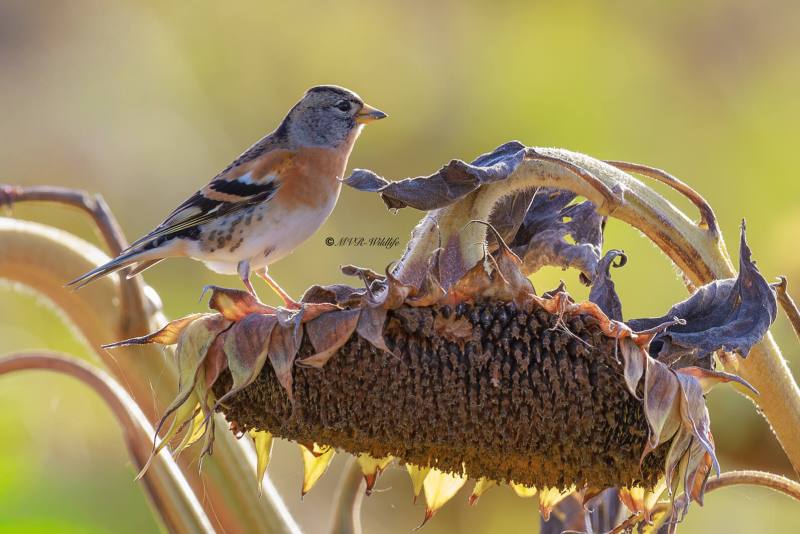 BR8A0766-Keep-Brambling-BergfinkPinson-du-Nord-Pinzon-Real_1