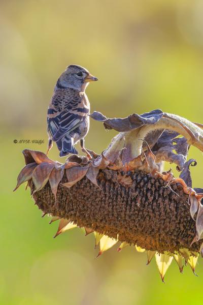 BR8A0771-Keep-Brambling-BergfinkPinson-du-Nord-Pinzon-Real_1