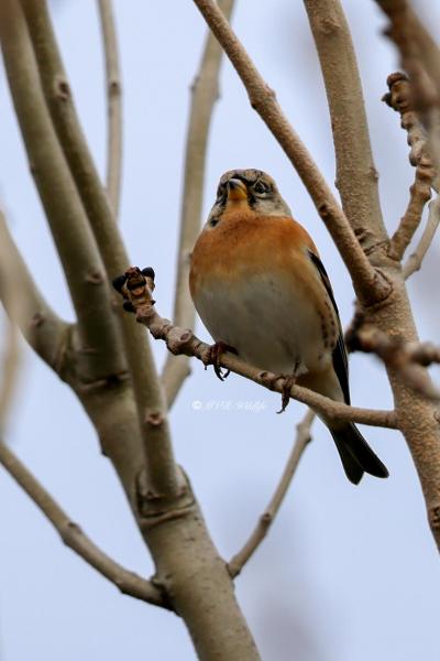 BR8A0954-Keep-Brambling-BergfinkPinson-du-Nord-Pinzon-Real_1