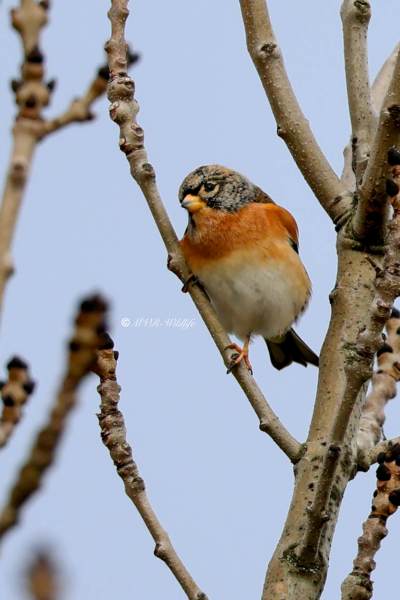 BR8A0970-Keep-Brambling-BergfinkPinson-du-Nord-Pinzon-Real_1
