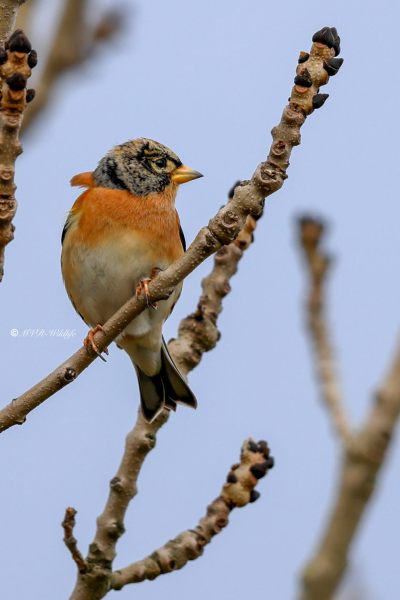 BR8A1002-Keep-Brambling-BergfinkPinson-du-Nord-Pinzon-Real_1
