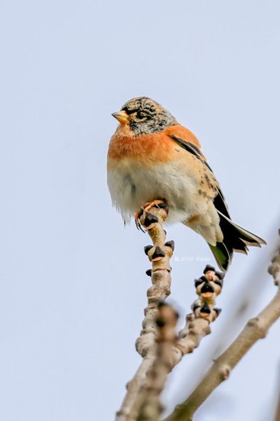BR8A1115-Keep-Brambling-BergfinkPinson-du-Nord-Pinzon-Real_1