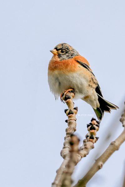 BR8A1115-Keep-Brambling-BergfinkPinson-du-Nord-Pinzon-Real_1