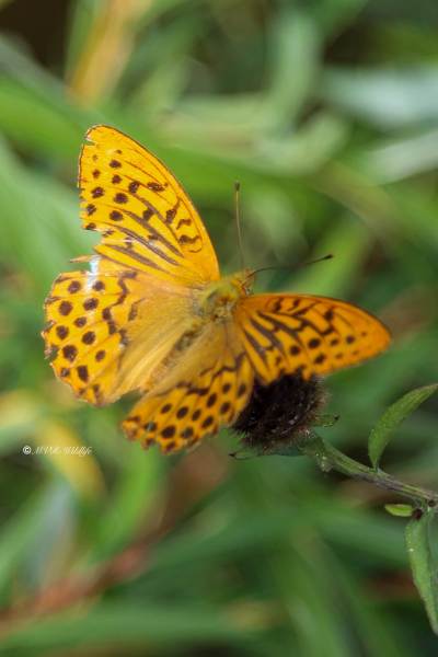 177A5365-Keizersmantel-Argynnis-Paphia-Silver-washed-Fritillary-Kaisermantel-Le-Tabac-dEspagne_1