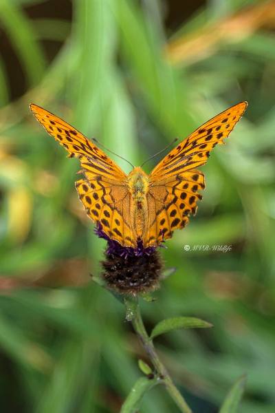 177A5367-Keizersmantel-Argynnis-Paphia-Silver-washed-Fritillary-Kaisermantel-Le-Tabac-dEspagne_1