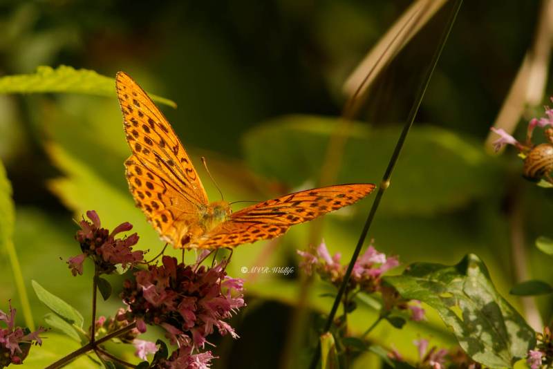 B65A3626-Keizersmantel-Argynnis-Paphia-Silver-washed-Fritillary-Kaisermantel-Le-Tabac-dEspagne_1
