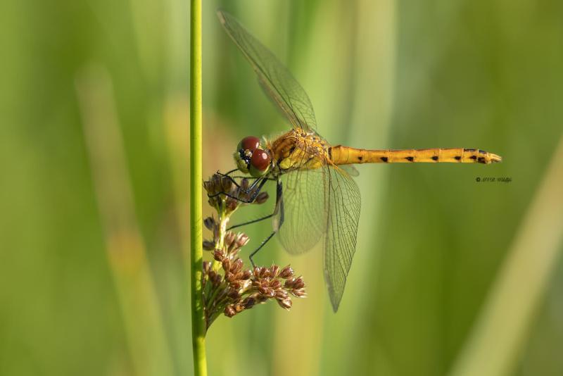 5X8A5817-Kempense-heidelibel-Sympetrum-depressiusculum-Spotted-Darter-Sumpf-Heidelibelle-Sympetrum-deprime-Sympetrum-depressiusculum_1
