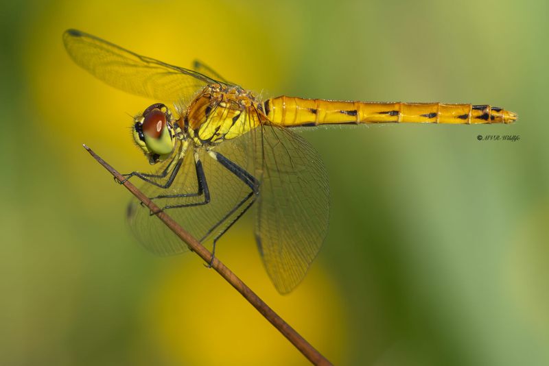5X8A5849-Kempense-heidelibel-Sympetrum-depressiusculum-Spotted-Darter-Sumpf-Heidelibelle-Sympetrum-deprime-Sympetrum-depressiusculum_1