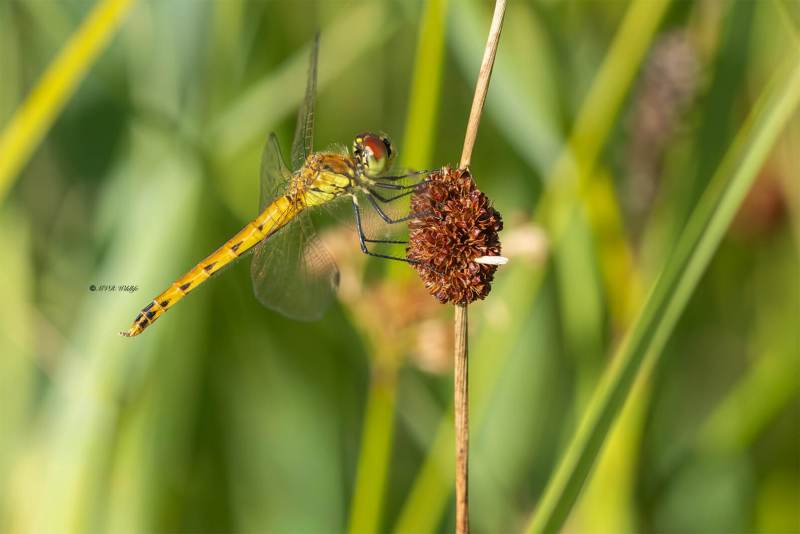 5X8A5882-Kempense-heidelibel-Sympetrum-depressiusculum-Spotted-Darter-Sumpf-Heidelibelle-Sympetrum-deprime-Sympetrum-depressiusculum_1