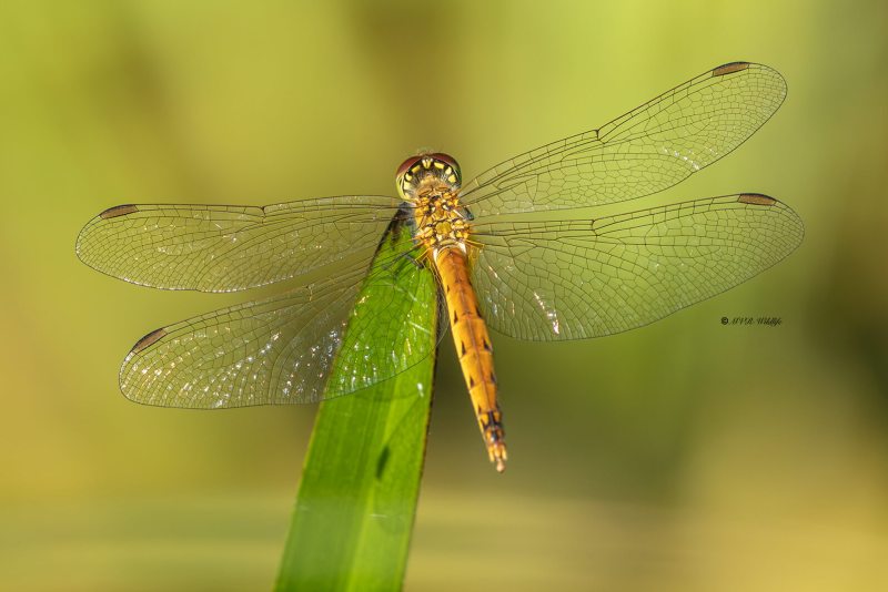 5X8A5982-Kempense-heidelibel-Sympetrum-depressiusculum-Spotted-Darter-Sumpf-Heidelibelle-Sympetrum-deprime-Sympetrum-depressiusculum_1