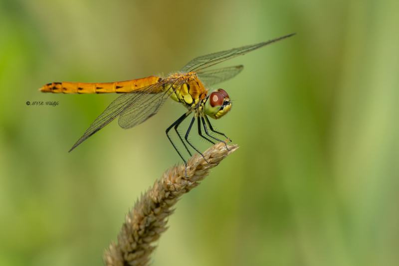 5X8A6922-Kempense-heidelibel-Sympetrum-depressiusculum-Spotted-Darter-Sumpf-Heidelibelle-Sympetrum-deprime-Sympetrum-depressiusculum_1