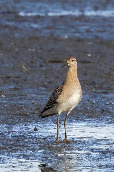 BR8A2555-Kemphaan-Calidris-pugnax-Ruff-Kampflaufer-Combattant-varie-Combatiente_1