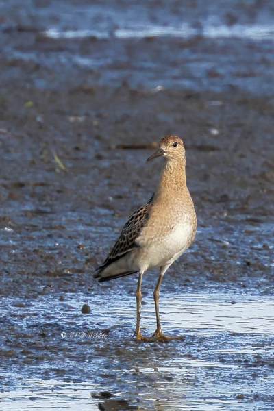 BR8A2555-Kemphaan-Calidris-pugnax-Ruff-Kampflaufer-Combattant-varie-Combatiente_1