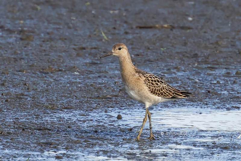 BR8A2597-Kemphaan-Calidris-pugnax-Ruff-Kampflaufer-Combattant-varie-Combatiente_1