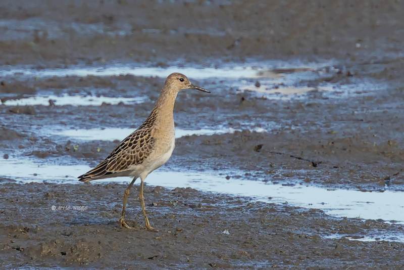 BR8A2618-Kemphaan-Calidris-pugnax-Ruff-Kampflaufer-Combattant-varie-Combatiente_1