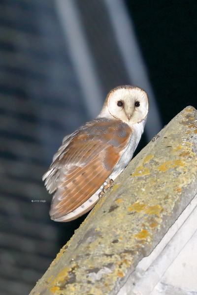 B65A9319-Kerkuil-Western-Barn-Owl-Schleiereule-Chouette-effraie-Lechuza-comun_1
