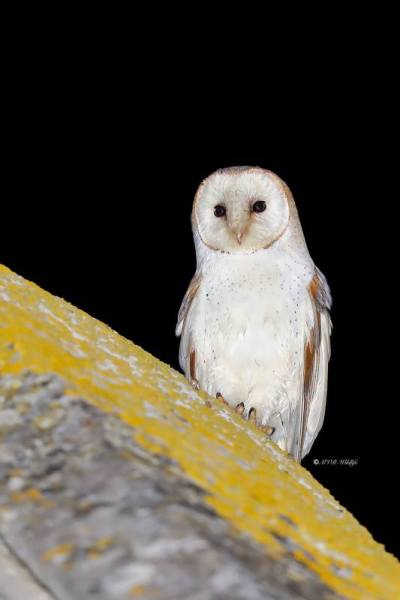 B65A9363-Kerkuil-Western-Barn-Owl-Schleiereule-Chouette-effraie-Lechuza-comun_1