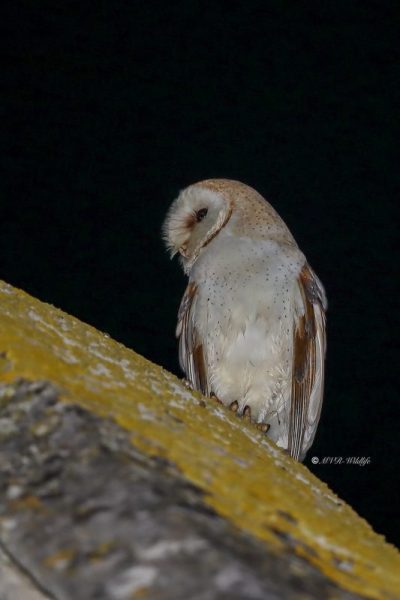 B65A9380-Kerkuil-Western-Barn-Owl-Schleiereule-Chouette-effraie-Lechuza-comun_1