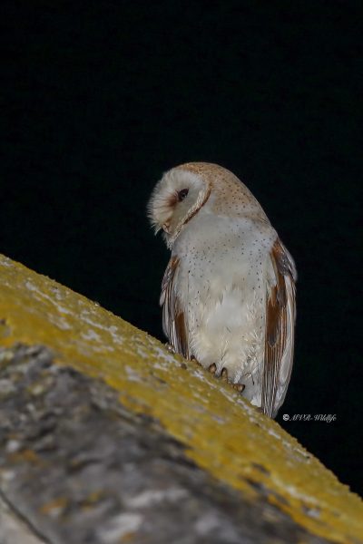 B65A9380-Kerkuil-Western-Barn-Owl-Schleiereule-Chouette-effraie-Lechuza-comun_1